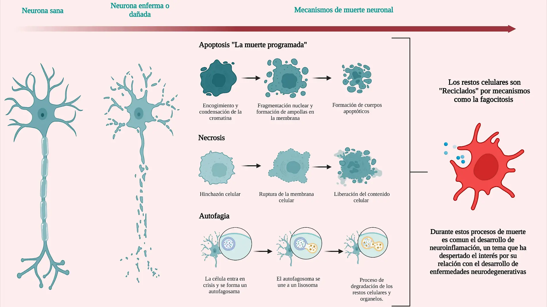 Figura 2. Mecanismos de muerte neuronal.